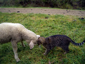 sheep/cat